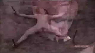 سكس هامستر نزول دم
