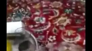 سكس مص الكس الابيض الجميل مترجم