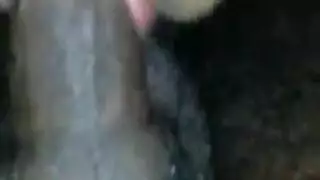 تركيز إباحي: حركة شفار مهبل منتفخة