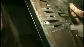 مثليه الديك الكبير الأسترالي الأبنوس مثليه