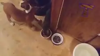 العربية: شقراء مثيرة تداعب نفسها بينما تتوسل للجنس الفموي