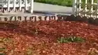 سامية الناضجة الشهوانية تقدم عرضًا إباحيًا صريحًا بلعبها الجنسية