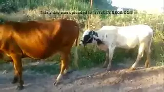 شهوة حيوانية xxx: إباحية الوحشية جامحة